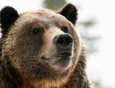 他把野生灰熊当朋友，与熊相处了13年，最终和女友全被灰熊吃干净